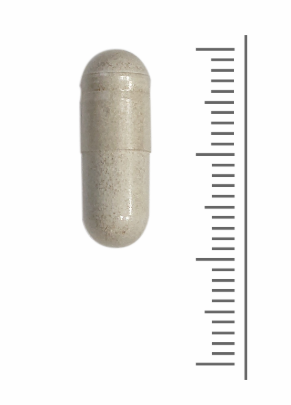 Scutellaria